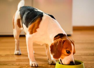 Give Your Furbabies Complete And Balanced Nutrition With The New Pedigree Puppy Kit